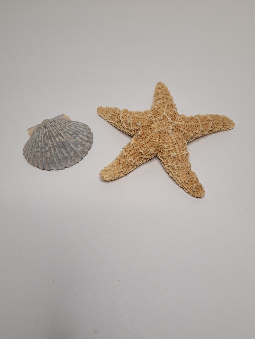 Vintage Natural Dried Starfish and Scallop Shell
